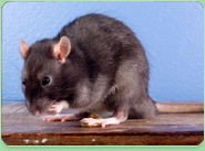 rat control Pembroke