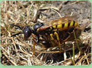 wasp control Pembroke